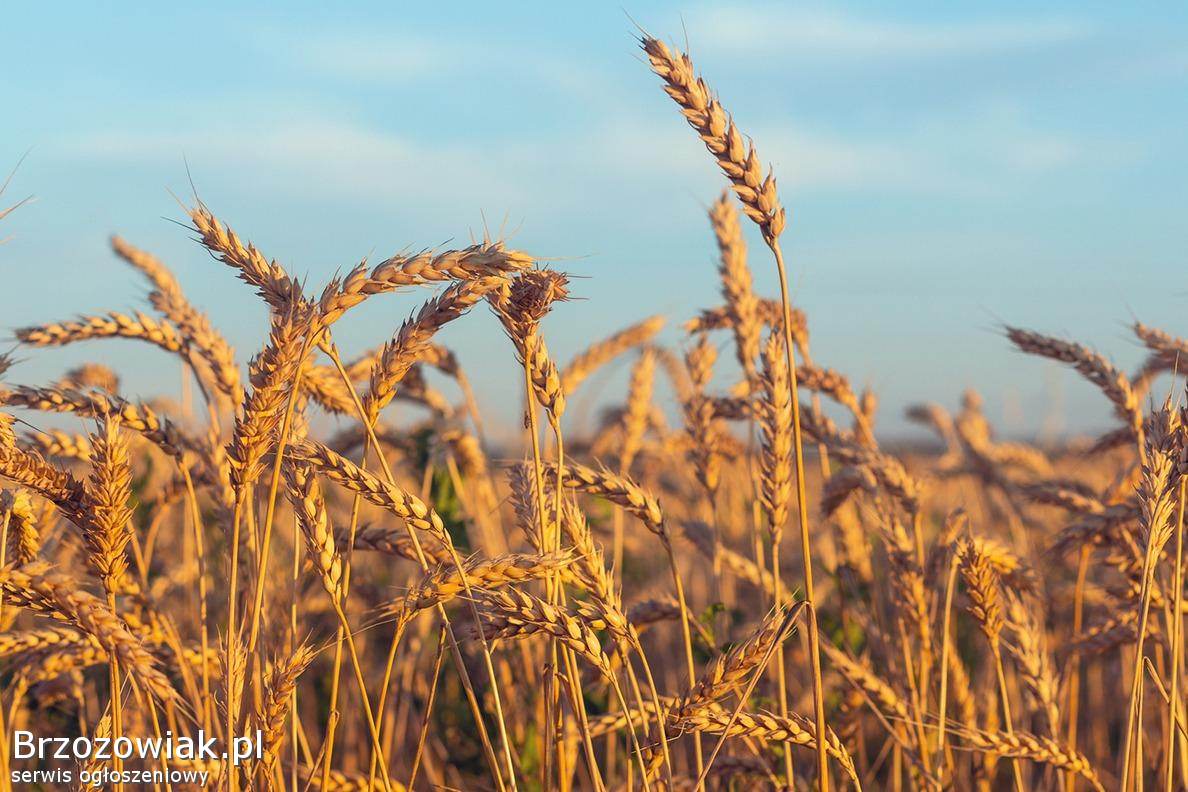 Pszenica ozima 2025