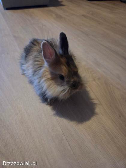 Królik miniaturka