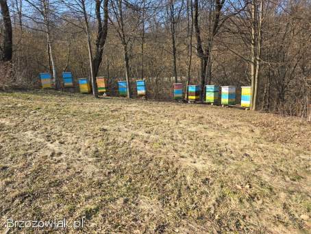 Pszczoły,  ule,  węza pszczela