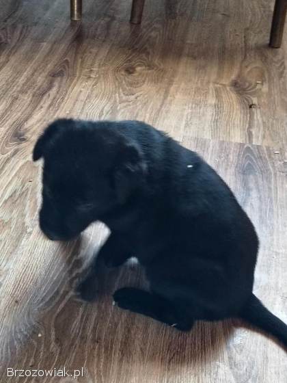 Sprzedam młode labradory