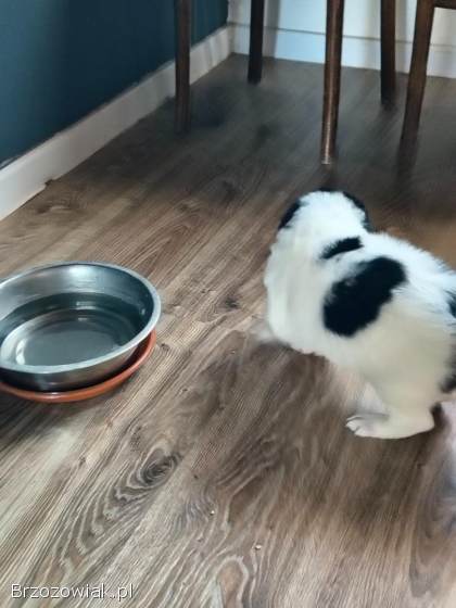 Sprzedam młode labradory