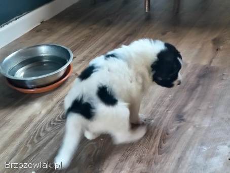 Sprzedam młode labradory