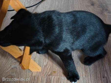 Sprzedam młode labradory