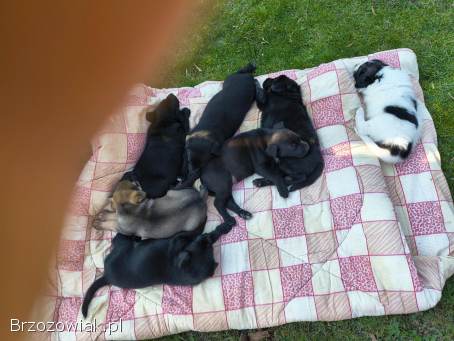 Sprzedam młode labradory