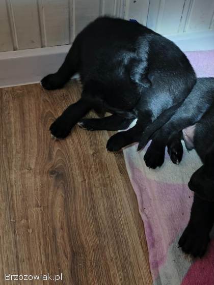 Sprzedam młode labradory