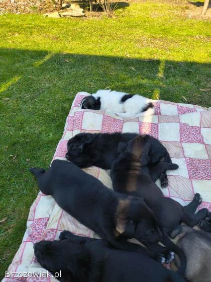 Sprzedam młode labradory