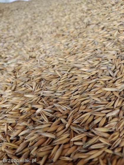 Sprzedam owies,  odmiana Rambo 2025r.