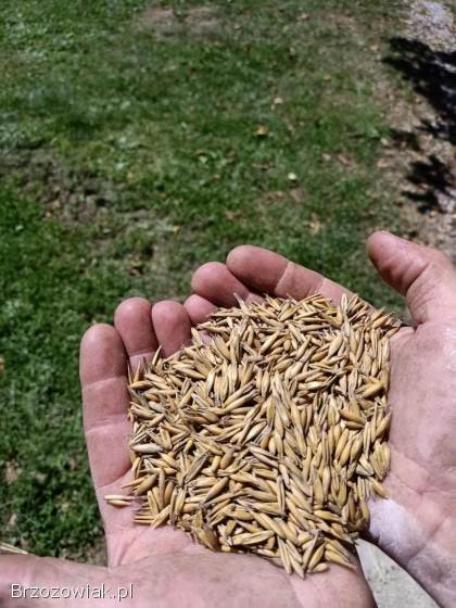 Sprzedam owies,  odmiana Rambo 2025r.