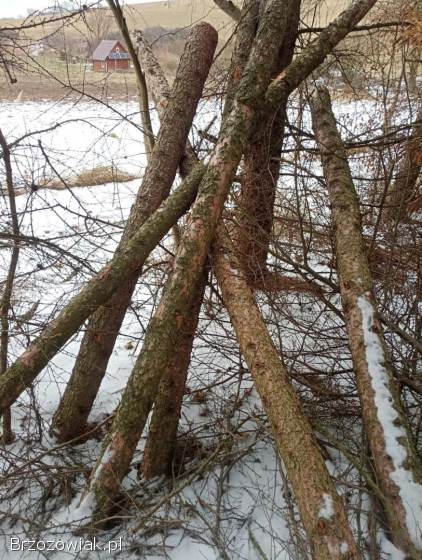 Żerdzie modrzewiowe