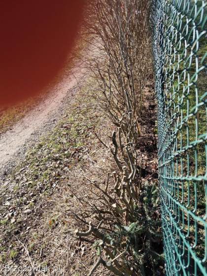 Liguster pospolity,  na żywopłot