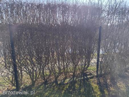 Liguster pospolity,  na żywopłot