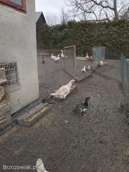 Gąski,  kaczki i indyki