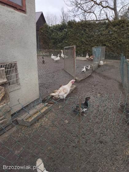 Gąski,  kaczki i indyki