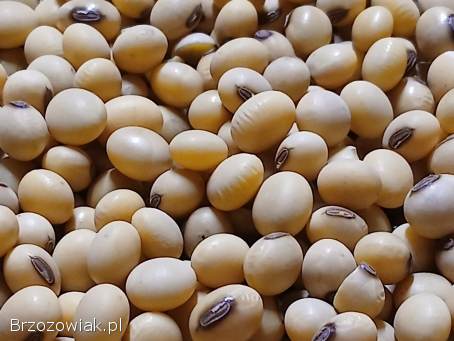 Sprzedam soje Aurelina