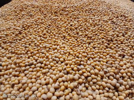 Sprzedam soje Aurelina