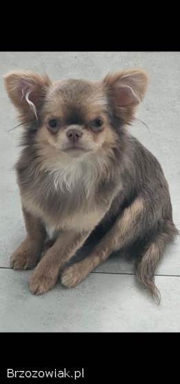 Chihuahua Dlugowlosy Liliowy Krycie Reproduktor