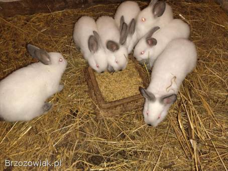Sprzedam króliki