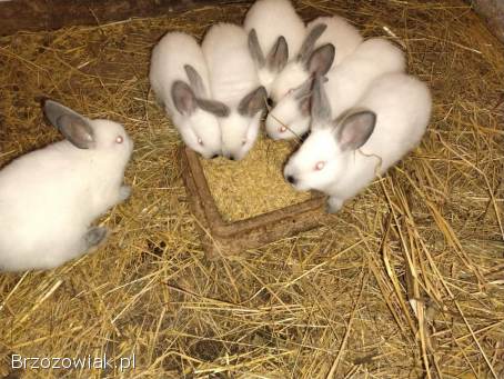 Sprzedam króliki
