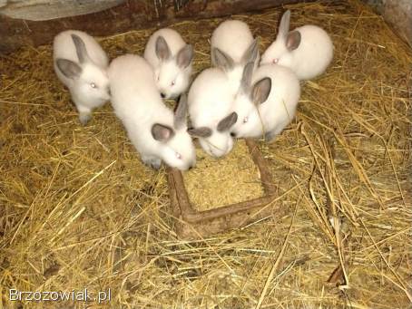 Sprzedam króliki