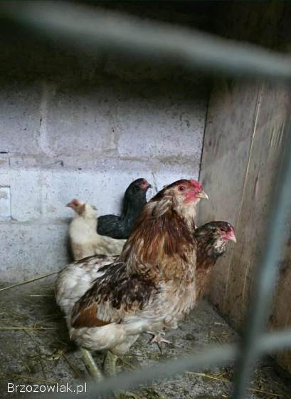 Araukana kogut + kura / jaja lęgowe