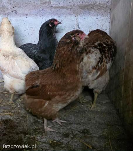 Araukana kogut + kura / jaja lęgowe