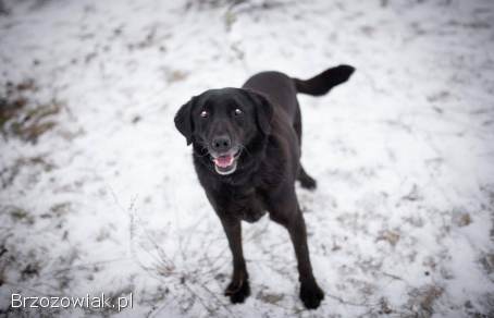 Portos -  łagodny,  przyjazny psiak w typie labka