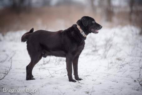 Portos -  łagodny,  przyjazny psiak w typie labka