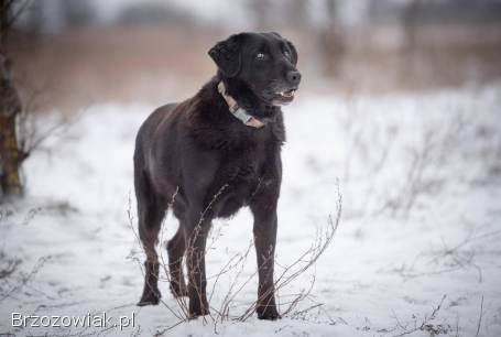 Portos -  łagodny,  przyjazny psiak w typie labka