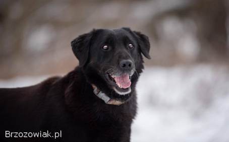 Portos -  łagodny,  przyjazny psiak w typie labka