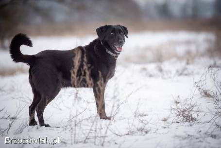 Portos -  łagodny,  przyjazny psiak w typie labka