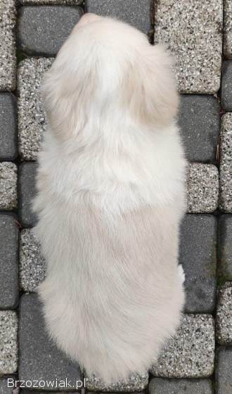 Piękny Biszkopt Border Collie -  Rasowy piez z pełną dok.