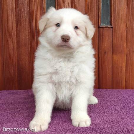 Piękny Biszkopt Border Collie -  Rasowy piez z pełną dok.