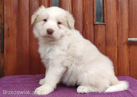 Piękny Biszkopt Border Collie -  Rasowy piez z pełną dok.