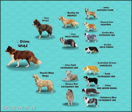 Piękny Biszkopt Border Collie -  Rasowy piez z pełną dok.