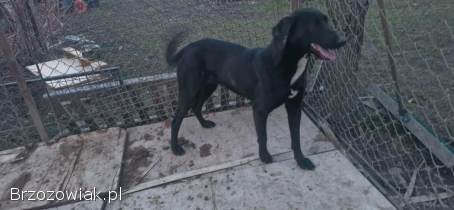 Łajka zachodniosyberyjska + wyżeł weimarski