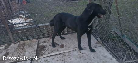 Łajka zachodniosyberyjska + wyżeł weimarski