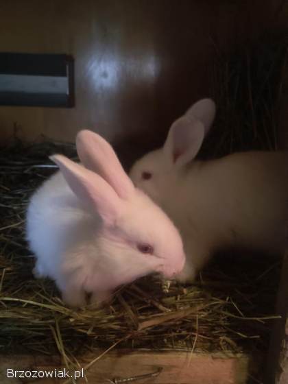Sprzedam króliki różnych ras