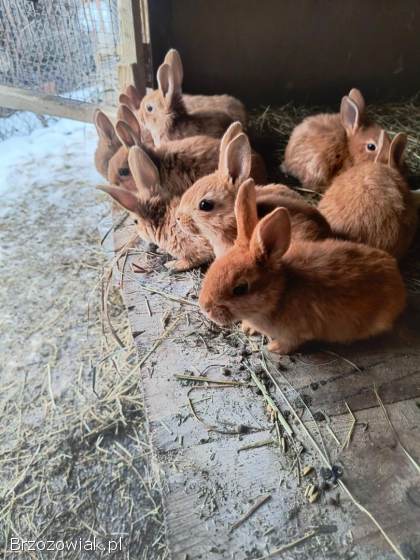 Sprzedam króliki różnych ras