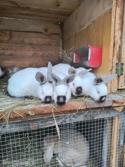Sprzedam króliki różnych ras