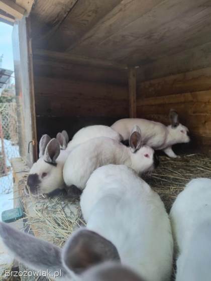 Sprzedam króliki różnych ras