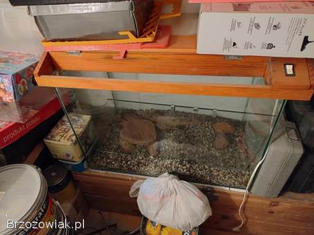 Akwarium 200l i 80l + szafka