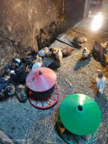 Kurczeta czubatki trój barwne zielononóżki green Shell mixy