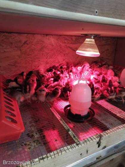 Kurczeta czubatki trój barwne zielononóżki green Shell mixy