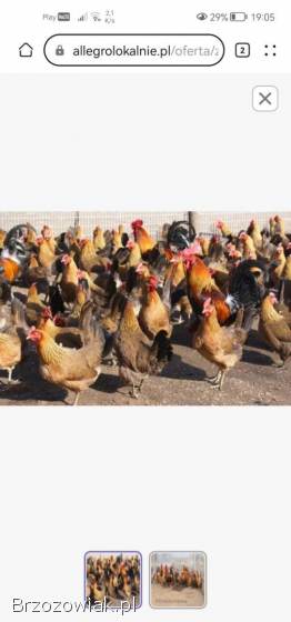 Kurczeta czubatki trój barwne zielononóżki green Shell mixy