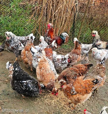 Kurczeta czubatki trój barwne zielononóżki green Shell mixy