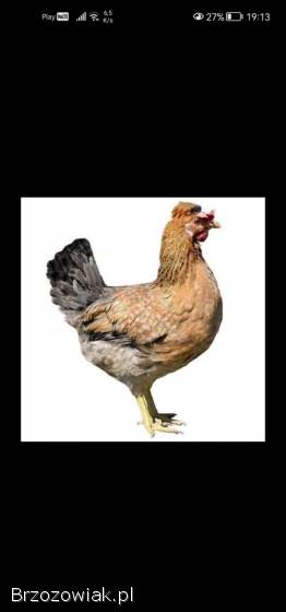 Kurczeta czubatki trój barwne zielononóżki green Shell mixy