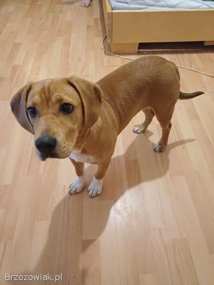 Oddam Pieska W Dobre ręce