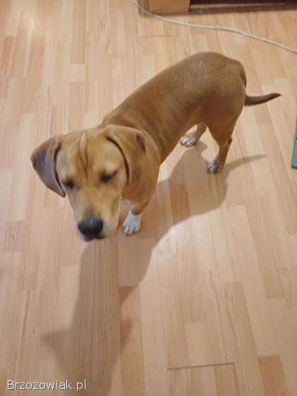 Oddam Pieska W Dobre ręce