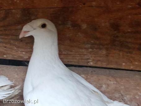 Gołębie sprzedam