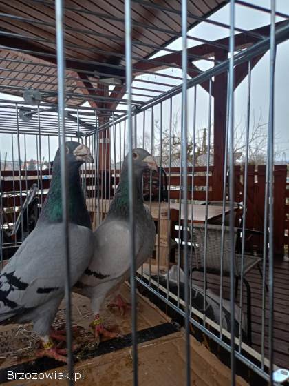 Gołębie sprzedam